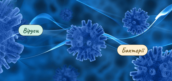 Віруси та бактерії: чим віруси відрізняються від бактерій? preview
