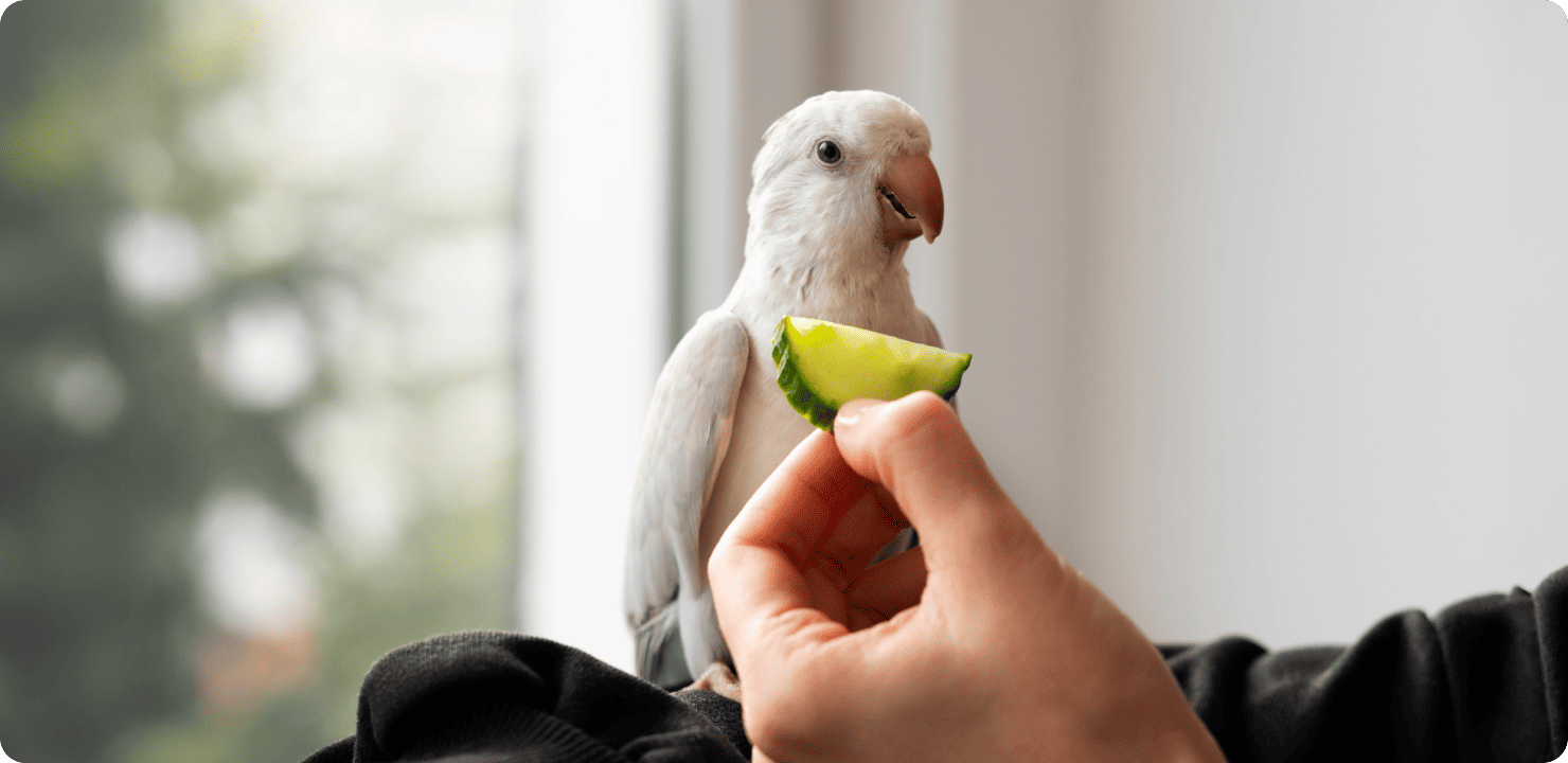 Текст про домашніх тварин англійською мовою: приклад