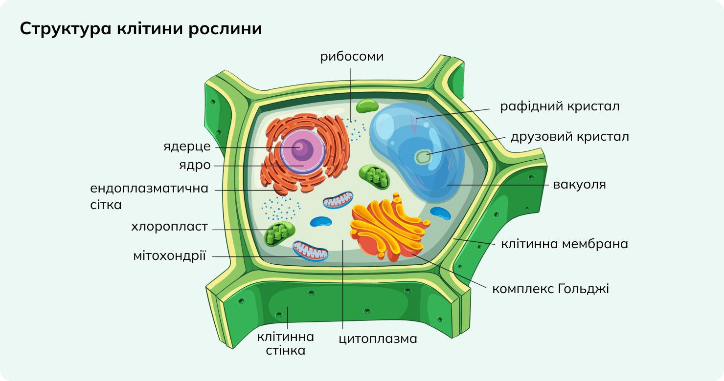 Будова клітини рослини