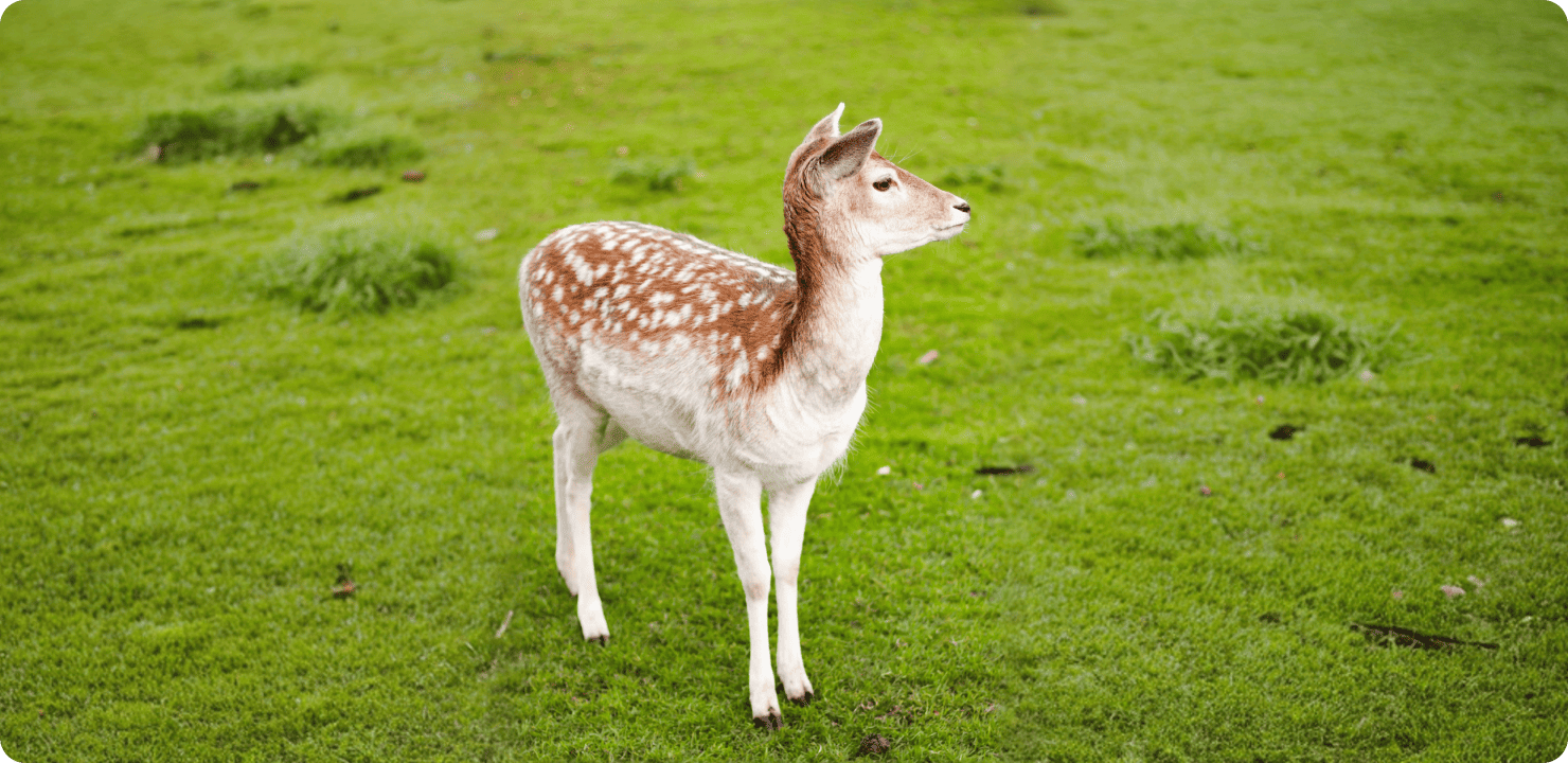 Список тварин чеською мовою